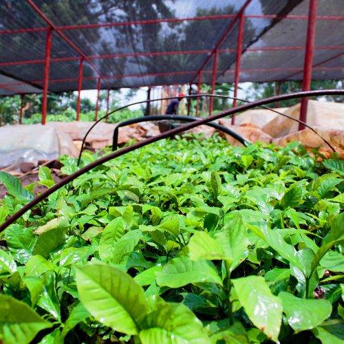 Coffee Variety – Resistant (R1 - R7)